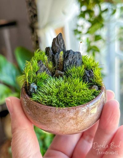 Alternate image for Set of 3 Small Dish Garden Terrariums: Southwestern, Highlands, and Woodland Landscapes