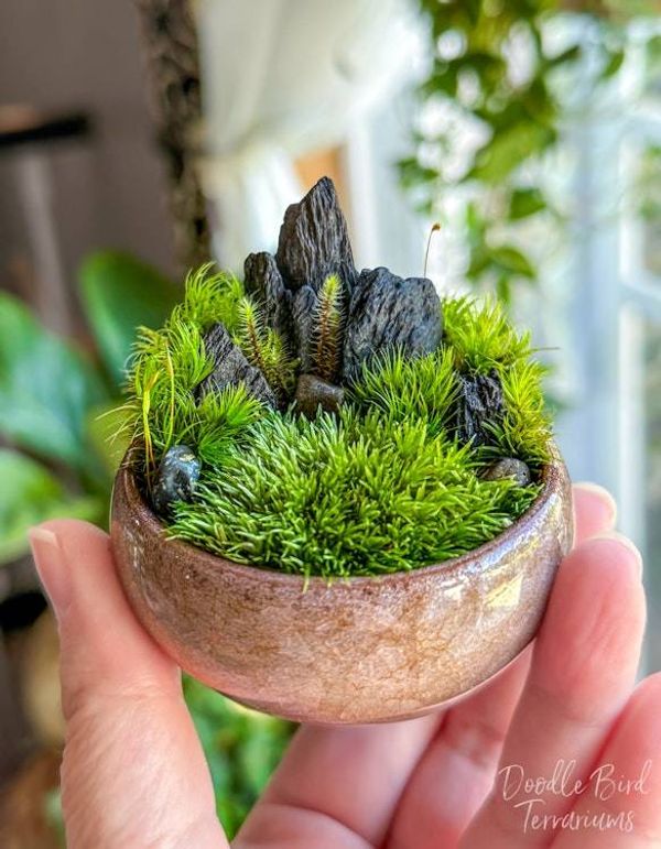 Alternate image for Set of 3 Small Dish Garden Terrariums: Southwestern, Highlands, and Woodland Landscapes