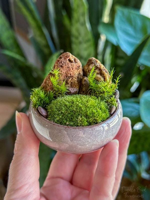 Alternate image for Southwest Rocky Moss Dish Garden with Tiny Glass Terrarium Dome and Natural Rustic Stone