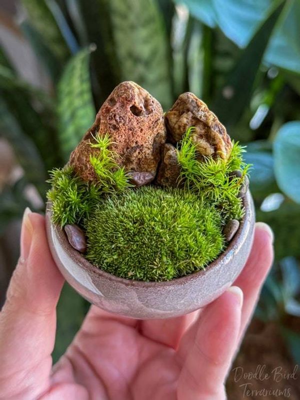 Alternate image for Southwest Rocky Moss Dish Garden with Tiny Glass Terrarium Dome and Natural Rustic Stone
