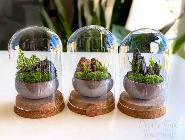 Alternate image for Southwest Rocky Moss Dish Garden with Tiny Glass Terrarium Dome and Natural Rustic Stone