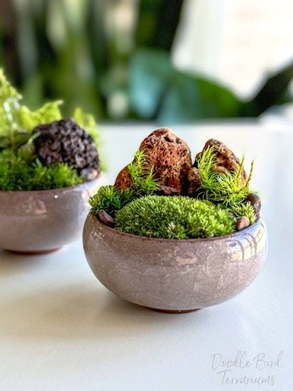 Alternate image for Southwest Rocky Moss Dish Garden with Tiny Glass Terrarium Dome and Natural Rustic Stone