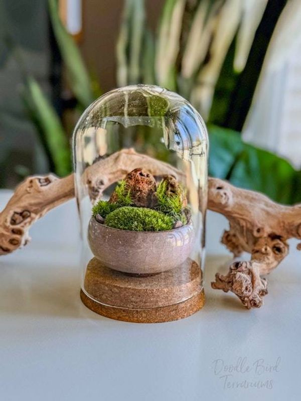 Alternate image for Southwest Rocky Moss Dish Garden with Tiny Glass Terrarium Dome and Natural Rustic Stone