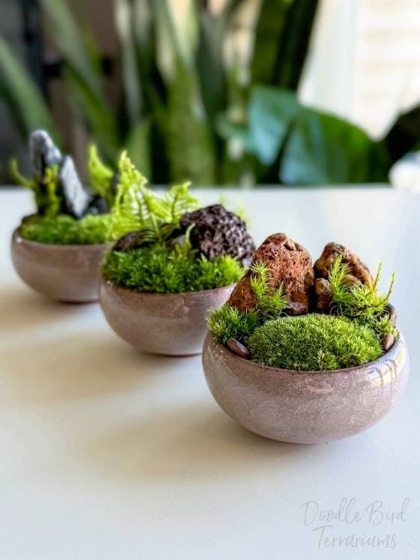 Alternate image for Southwest Rocky Moss Dish Garden with Tiny Glass Terrarium Dome and Natural Rustic Stone