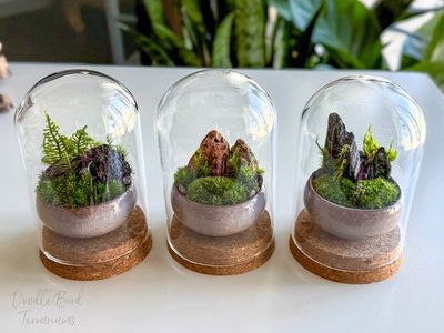 Alternate image for Southwest Rocky Moss Dish Garden with Tiny Glass Terrarium Dome and Natural Rustic Stone
