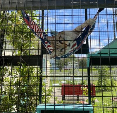 Primary image for Outdoor Cat Hammock