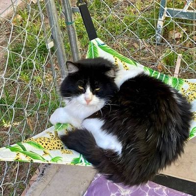 Alternate image for Outdoor Cat Hammock