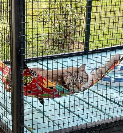 Alternate image for Outdoor Cat Hammock