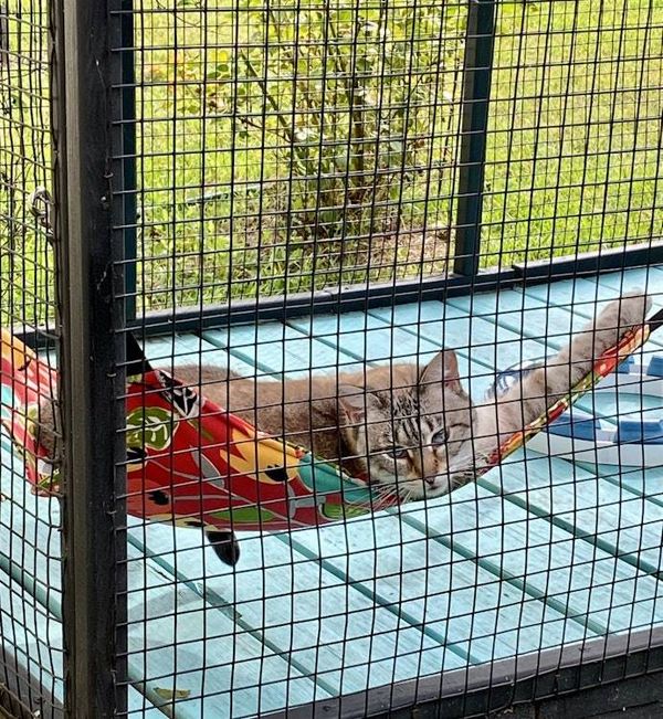 Alternate image for Outdoor Cat Hammock