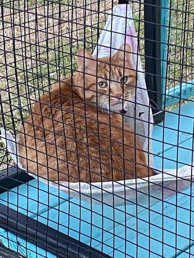 Alternate image for Outdoor Cat Hammock