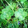 Jon Gorey Craft & Clover