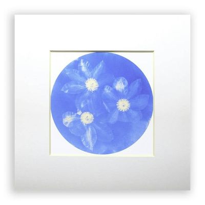 Primary image for Clematis Unique Cyanotype Print Blue Flowers