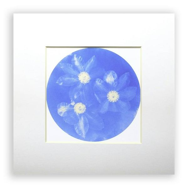 Alternate image for Clematis Unique Cyanotype Print Blue Flowers