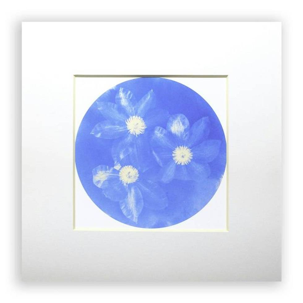 Clematis Unique Cyanotype Print Blue Flowers