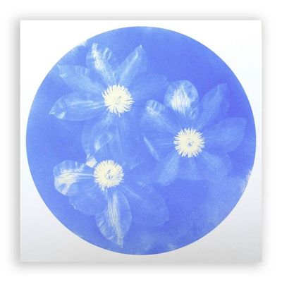 Alternate image for Clematis Unique Cyanotype Print Blue Flowers