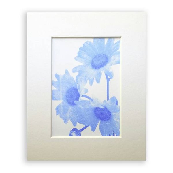 Alternate image for Blue Cyanotype Daisy Print - Matted Floral Art