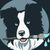 Creative Dog Discounts