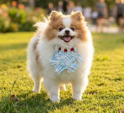 Alternate image for Colorful Washable Small Dog Bandana - Handmade Macrame Rainbow Design,  Soft Elastic T-Shirt Fabric.